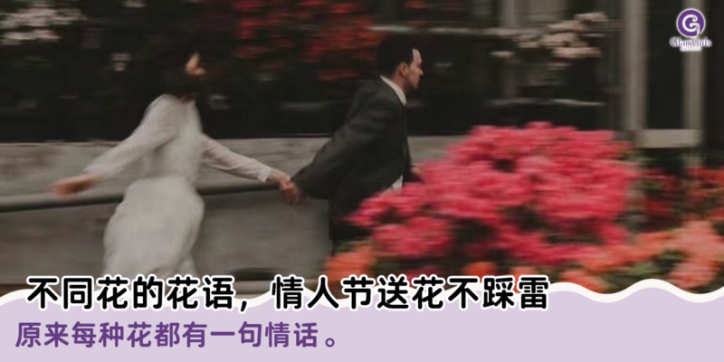 不同花的花语，情人节送花不踩雷